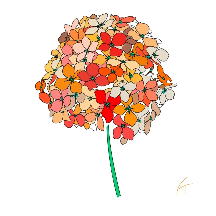 Hydrangea (border)